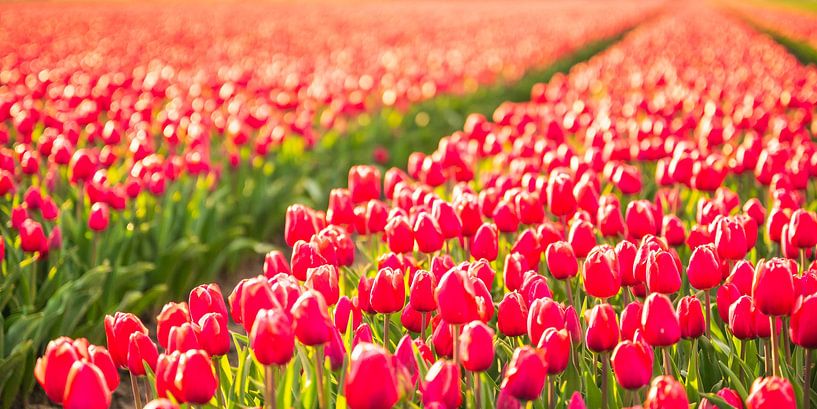 Tulips growing in agricutlural fields during springtime  by Sjoerd van der Wal Photography