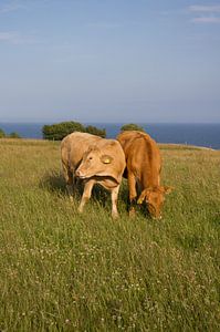Les vaches au bord de la mer Baltique