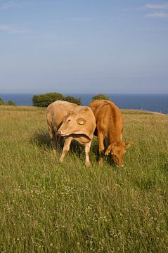 Die Kühe an der Ostsee von Yanuschka Fotografie | Noordwijk