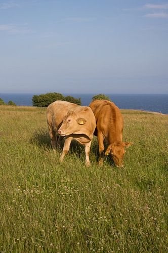 De koeien bij de Oostzee