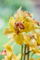 orchidee 4