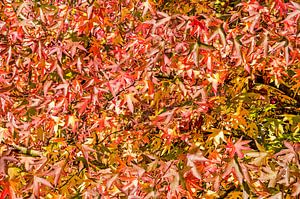 Sweet gum leaves