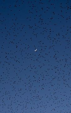 starlings in moonlight by Aron Weidenaar