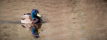 Wild duck with blue head bobbing in the water (panorama) by Fotografie Jeronimo