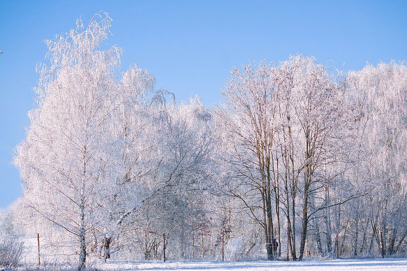 Winter landscape with snow and frost covered birch trees by Martin Köbsch