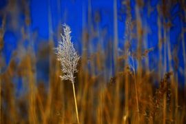 Reed Phragmites australis by Renate Knapp