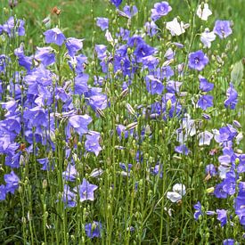 Belle horloge, Campanula persicifolia sur Martin Stevens