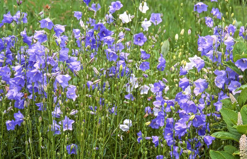 Schöne Uhr, Campanula persicifolia von Martin Stevens