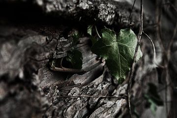 Klimop, sterk en krachtige plant. van van der Scheer Fotografie