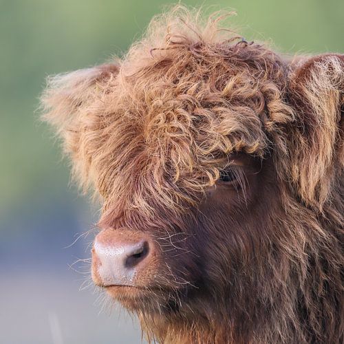 Scottish Highlander calf (close-up)