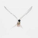 Flying Common tern by Anne Ponsen thumbnail