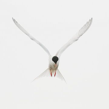 Vierkant beeld van een vliegend Visdiefje van Anne Ponsen