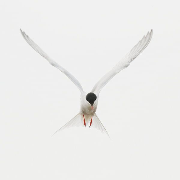 Flying Common tern by Anne Ponsen