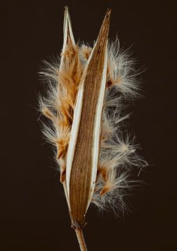 Seeds of Oleander van Karin Bakker Fotografie
