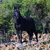 Giara Horse op Sardinië van Vinte3Sete