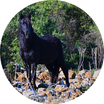 Giara Horse op Sardinië van Vinte3Sete