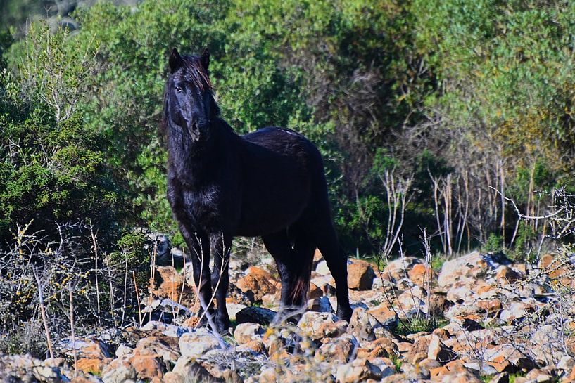 Cheval Giara en Sardaigne par Vinte3Sete
