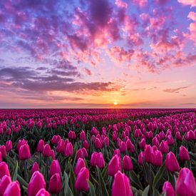 Pretty in pink van Alex De Haan