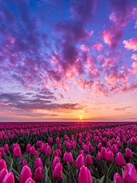 Pretty in pink by Alex De Haan