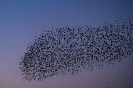 Spreeuwen zwerm met vliegende vogels in de lucht tijdens zonsondergang van Sjoerd van der Wal Fotografie thumbnail