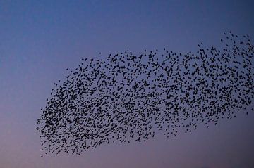 Spreeuwen zwerm met vliegende vogels in de lucht tijdens zonsondergang van Sjoerd van der Wal Fotografie