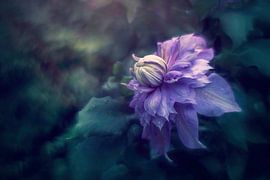 Purple Clematis – Dreamy Flower Photography by Joriali Fine Art