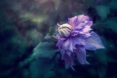 Paarse Clematis – Dromerige Bloemenfotografie