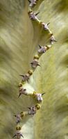 Cactus detail
