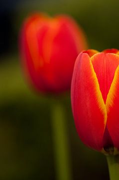 Roodgele tulpen tegen een wazige achtergrond van Jeroen Jonker
