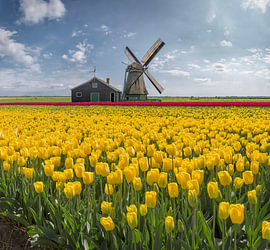 Gelbe Tulpen bei der Mühle „De Koker“, Wormer, , Nordholland von Rene van der Meer