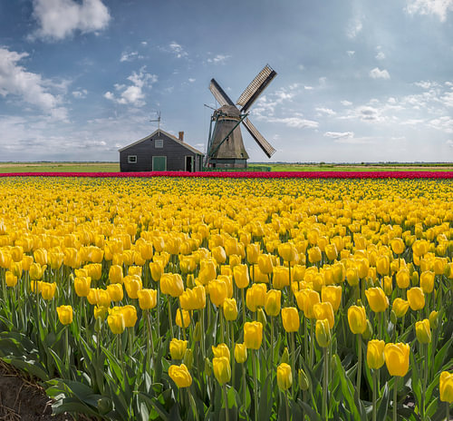 Gelbe Tulpen bei der Mühle „De Koker“, Wormer, , Nordholland