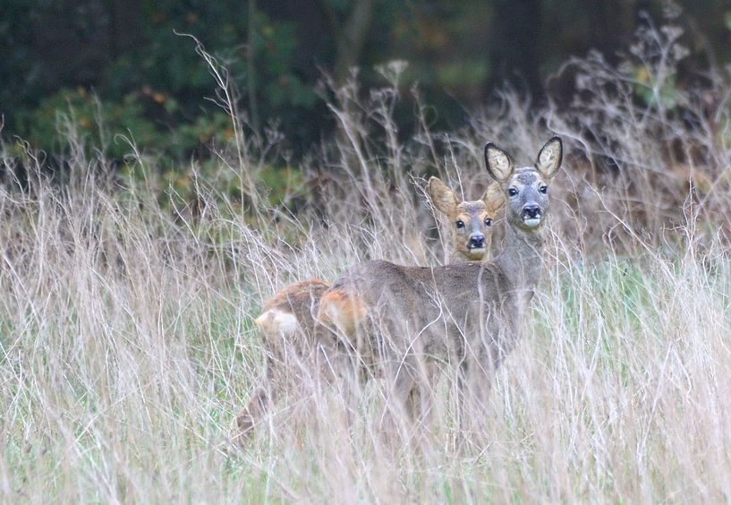 Duo ree by Petra De Jonge