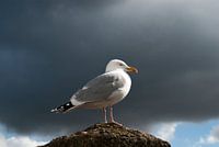 Meeuw tegen de storm 