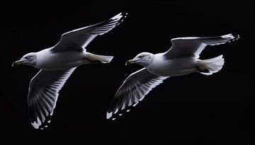 2 seagulls portrait panorama by TheXclusive Art