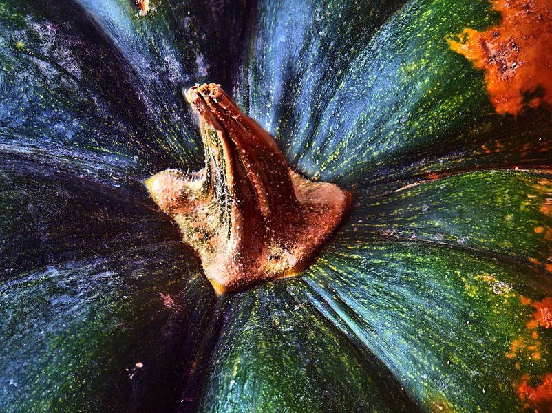 Detail pompoen van Edgar Schermaul