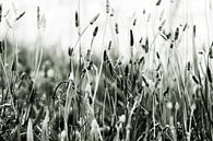 Verschillende grassoorten in zwart/wit en vele soorten grijs van Hans de Waay thumbnail