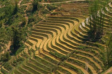 Rice fields van Arkadiusz Kurnicki