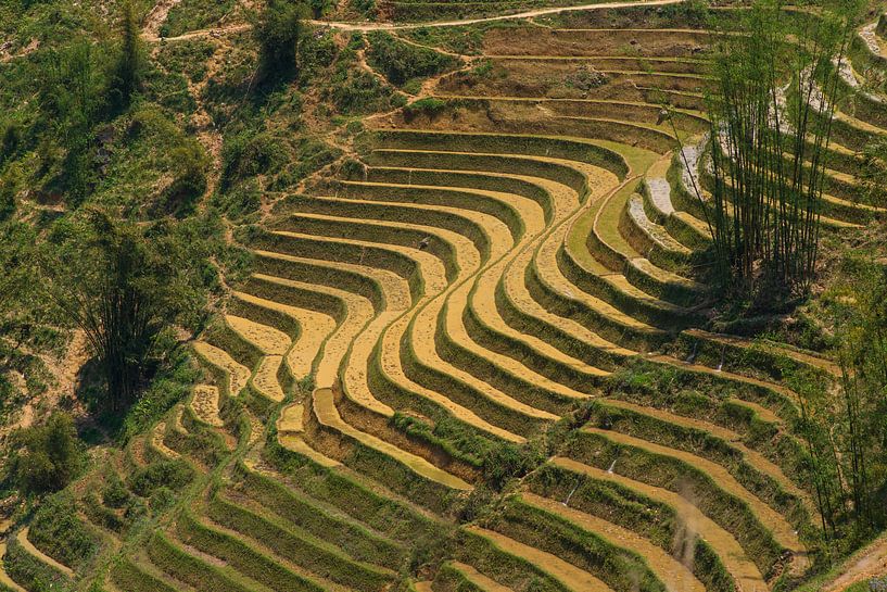 Rice fields von Arkadiusz Kurnicki