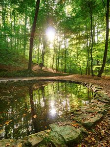 Teichgrundquelle in Dresden