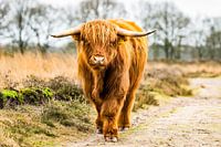 Schottischer Highlander auf der Heide