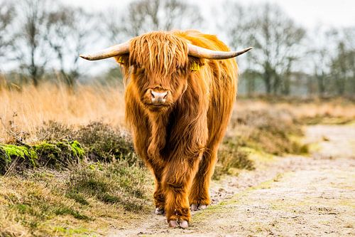 Schottischer Highlander auf der Heide