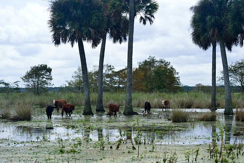 Unusual place for cows