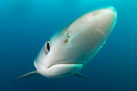 blauwe haai van Karin Brussaard