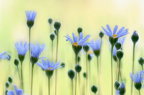 Zomerbloemen