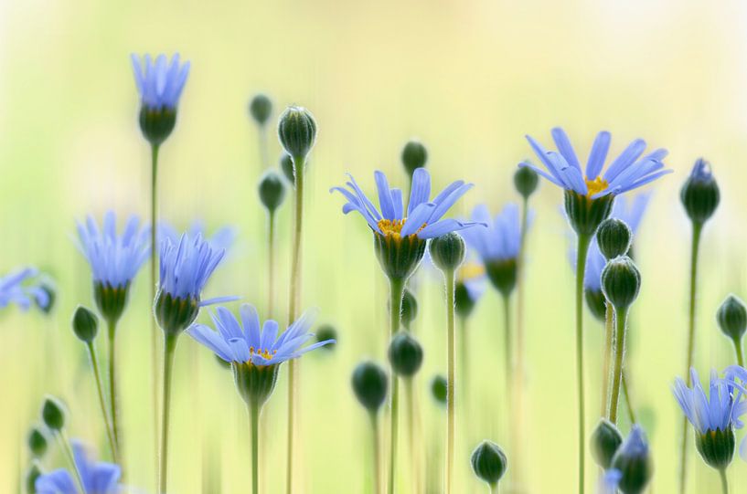 Zomerbloemen van Violetta Honkisz