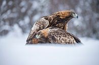 aigle royal dans la neige par Gert Hilbink Aperçu