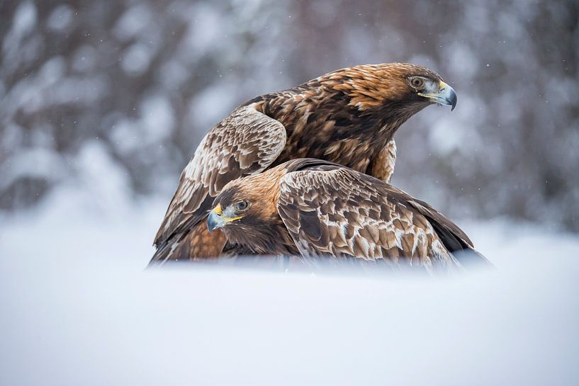 aigle royal dans la neige par Gert Hilbink