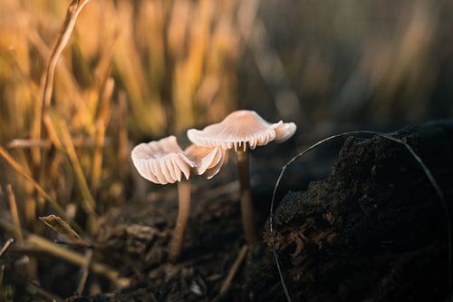 Small mushrooms in the sunrise
