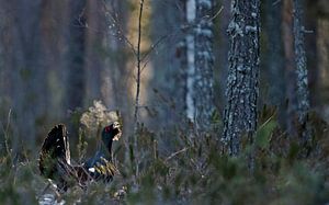 Displaying male Capercaillie by Beschermingswerk voor aan uw muur