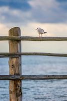 Onlooker by the sea